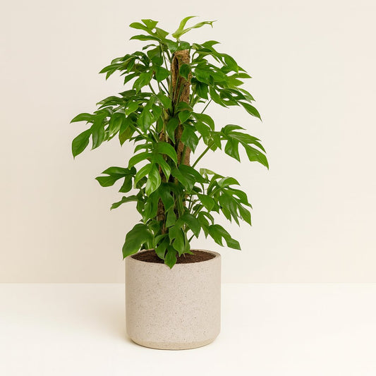 Monstera Minima - 80cm