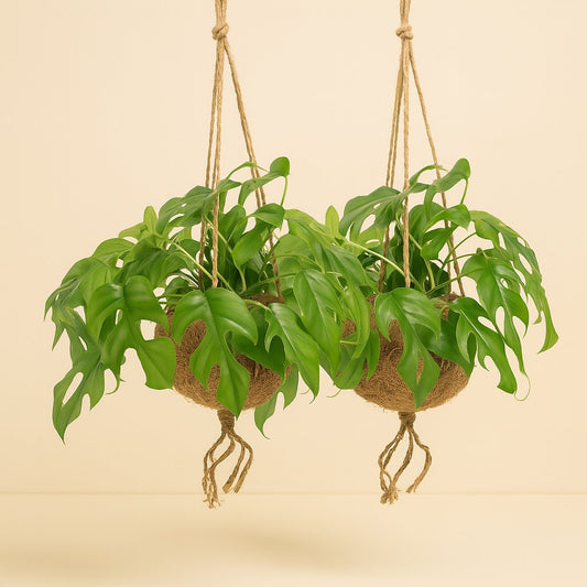 Monstera Minima 2er Vorteilspaket - 25cm