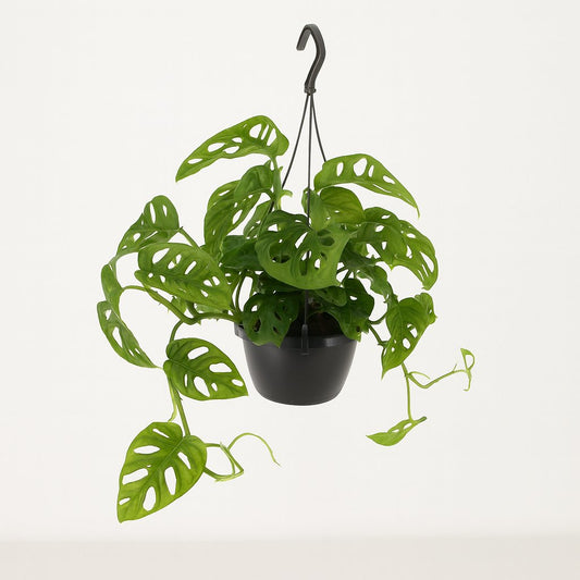 Monstera Monkey - 30cm