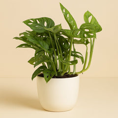 Monstera Monkey - 30cm