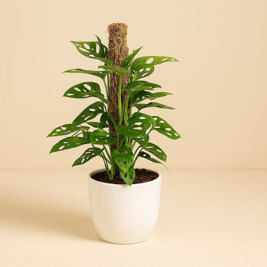Monstera Monkey - 60cm