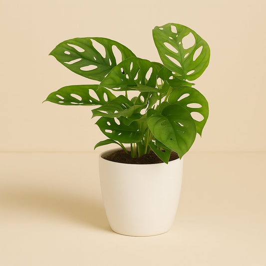 Monstera Monkey Leaf - 30cm