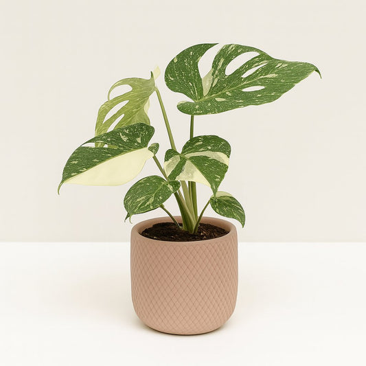 Monstera Thai Constellation - 50cm