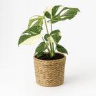 Monstera Thai Constellation - 50cm in einem modernen Studio mit modernem Topf