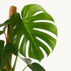 Monstera Deliciosa 105cm im 24cm Topf Nahaufnahme