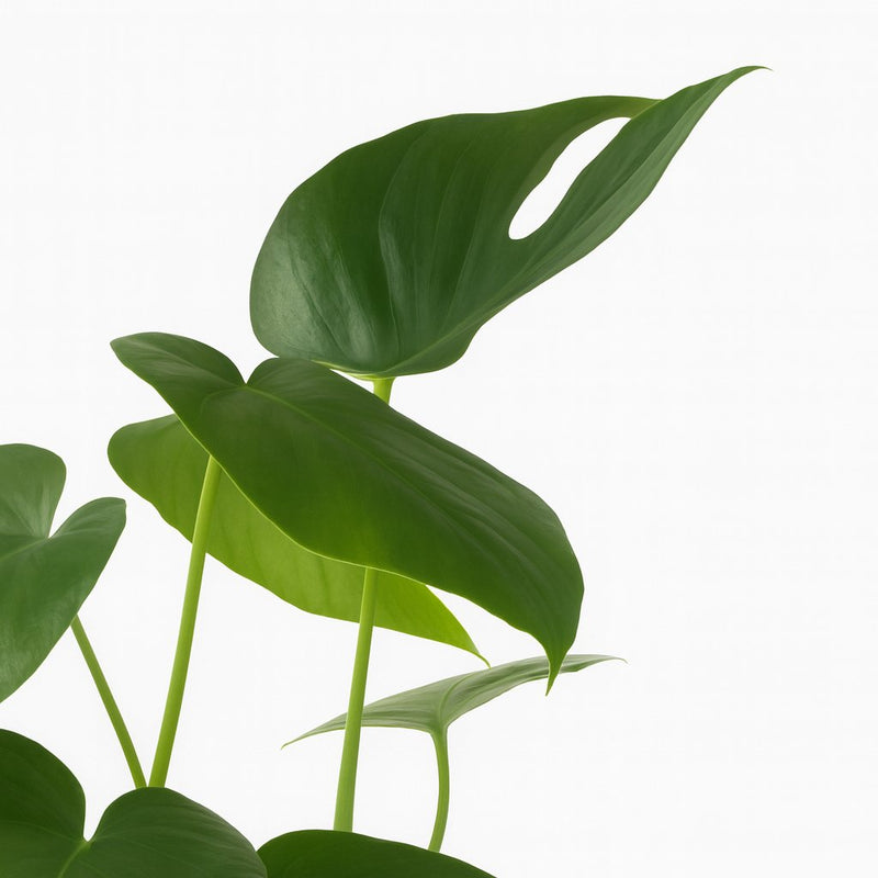 Monstera Deliciosa Detail