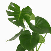 Monstera Deliciosa 55cm im 17cm Topf mehrtriebig Detail