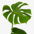 Monstera Deliciosa 55cm im 17cm Topf Nahaufnahme Detail