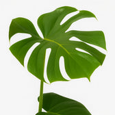 Monstera Deliciosa 55cm im 17cm Topf Nahaufnahme Detail