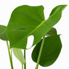 Monstera Deliciosa 60cm im 17cm Topf Nahaufnahme