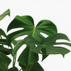 Monstera Deliciosa 65cm im 21cm Topf Nahaufnahme Detail