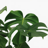 Monstera Deliciosa 65cm im 21cm Topf Nahaufnahme Detail