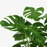Monstera Deliciosa 65cm im 21cm Topf Nahaufnahme