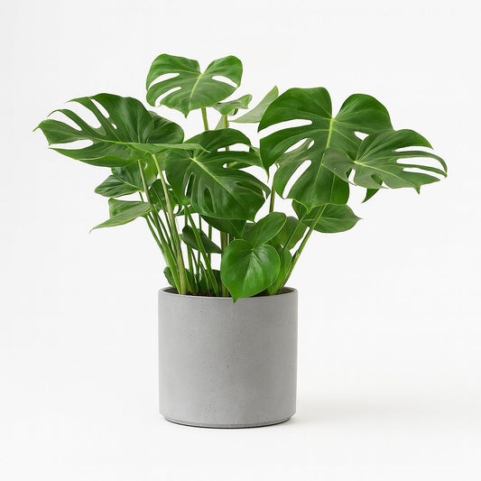 Monstera Deliciosa - 75cm