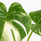 Monstera Deliciosa Variegata - 45cm
