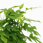 Monstera Minima - 25cm