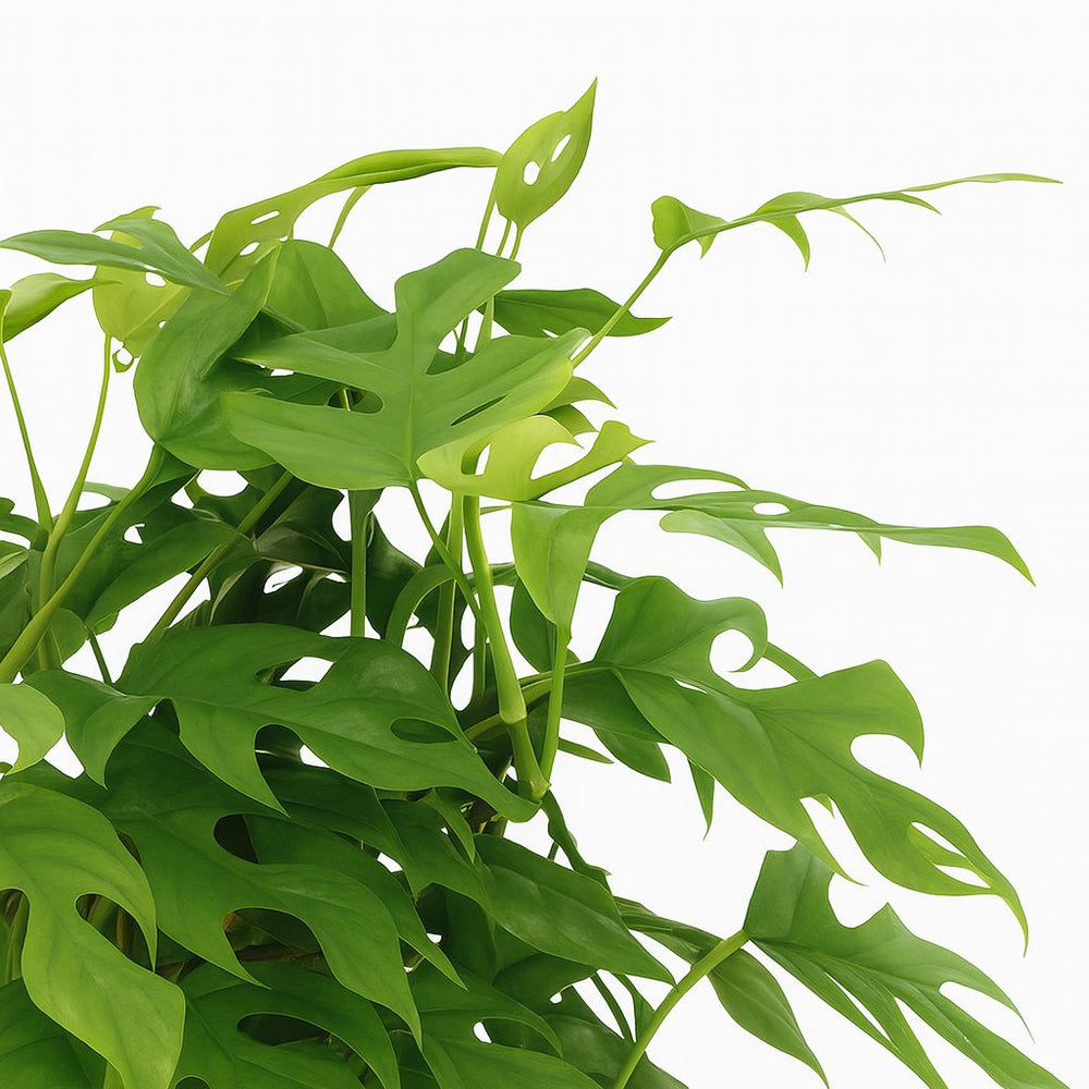 Monstera Minima | Groe Bltter & XL Statement  Florage.de