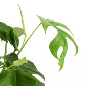 philodendron african fantasy 75 main image 1