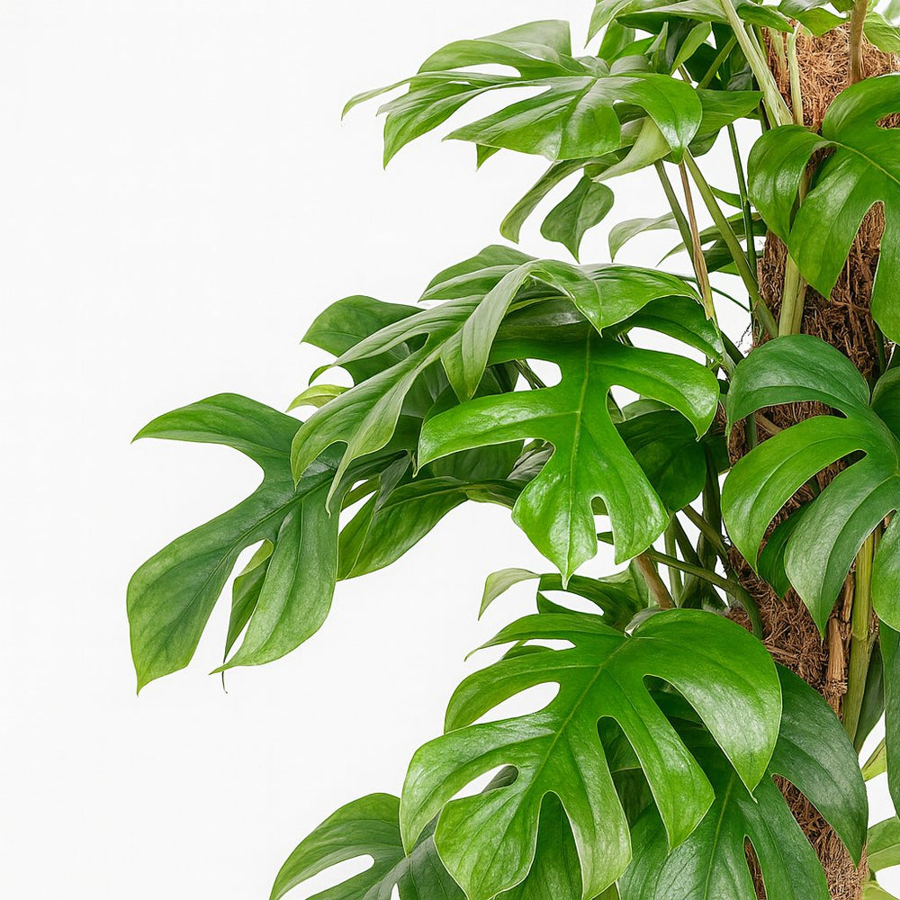 Monstera Minima | Groe Bltter & XL Statement  Florage.de