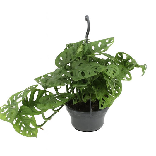 Monstera Monkey - 30cm