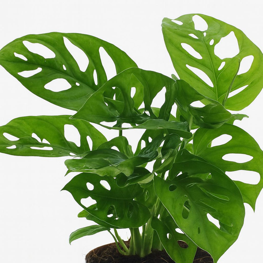 Monstera Monkey Leaf