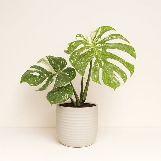 Monstera Thai Constellation - 50cm