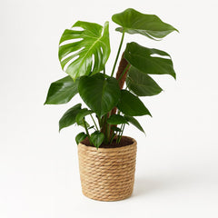 Monstera am Moosstab