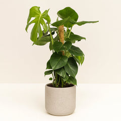 Monstera am Moosstab