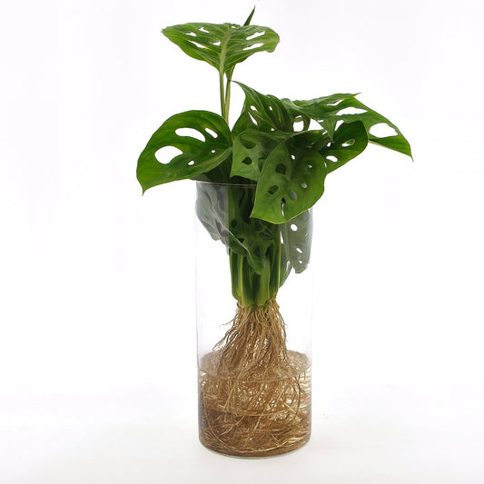 Monstera im Zylinderglas - 25cm