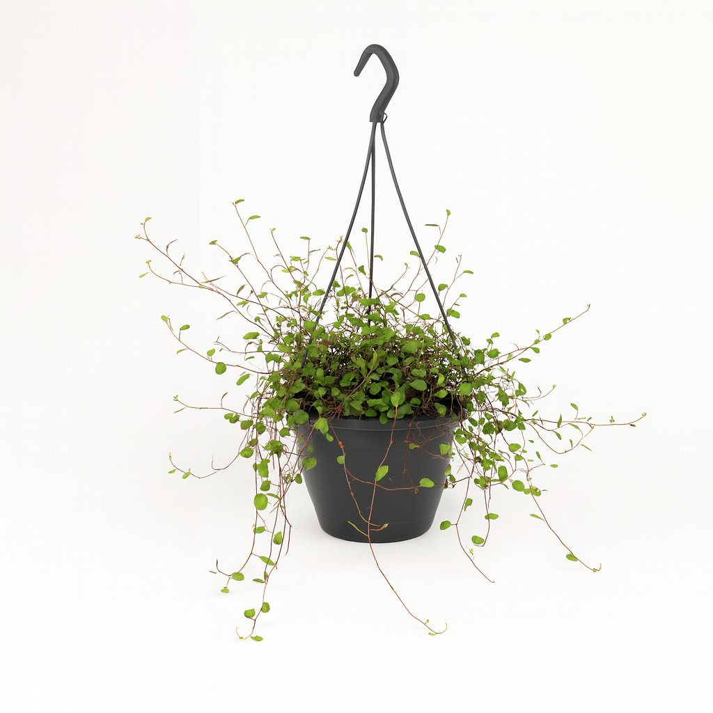 Muehlenbeckia Maori - 20cm