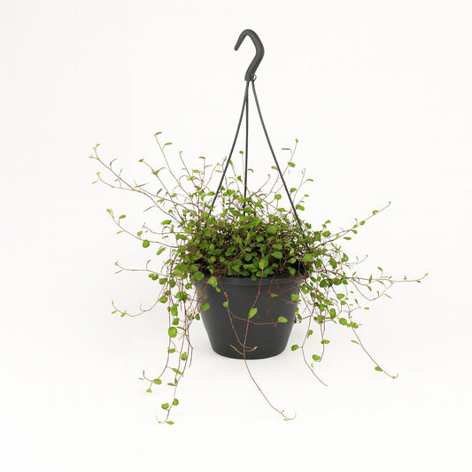 Muehlenbeckia Maori - 20cm