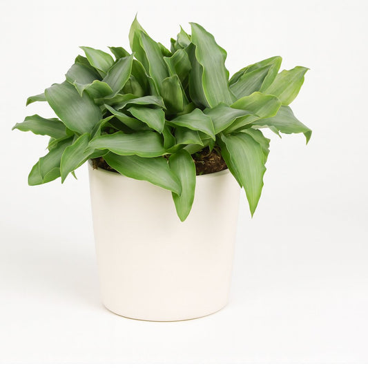 Murdannia Loriformus Bright Star - 20cm