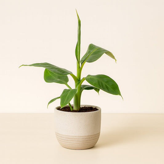 Musa Tropicana - 27cm