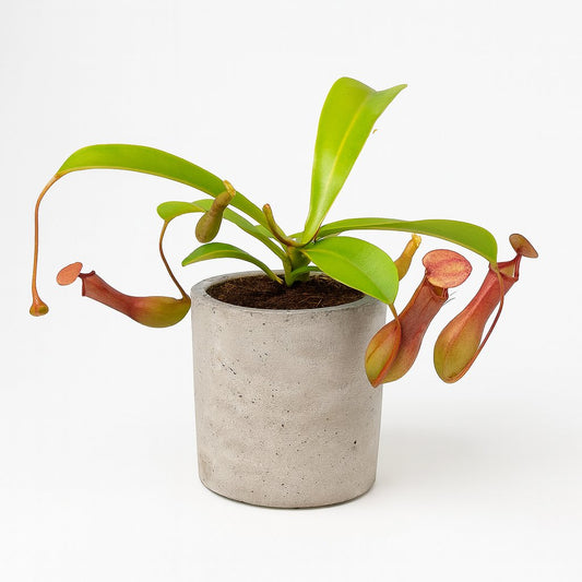 Nepenthes Alata - 17cm