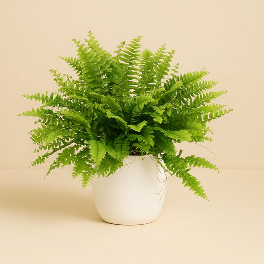 Nephrolepis Boston Green Moment - 20cm