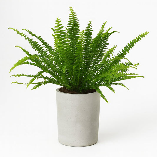 Nephrolepis Green Lady - 30cm