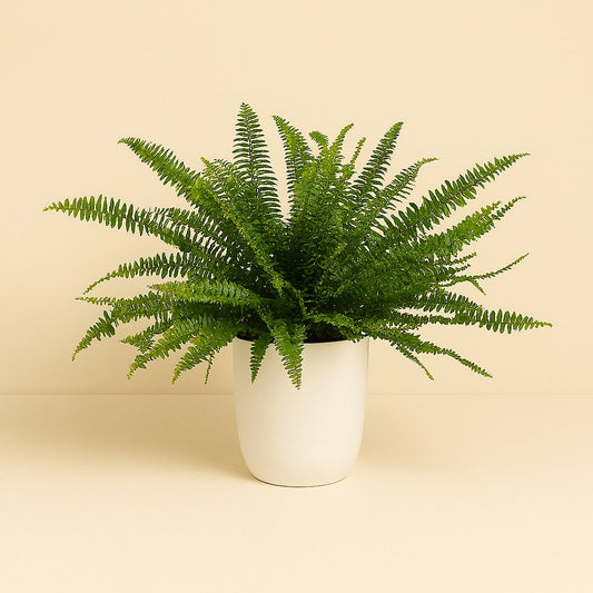 Nephrolepis Green Lady - 40cm