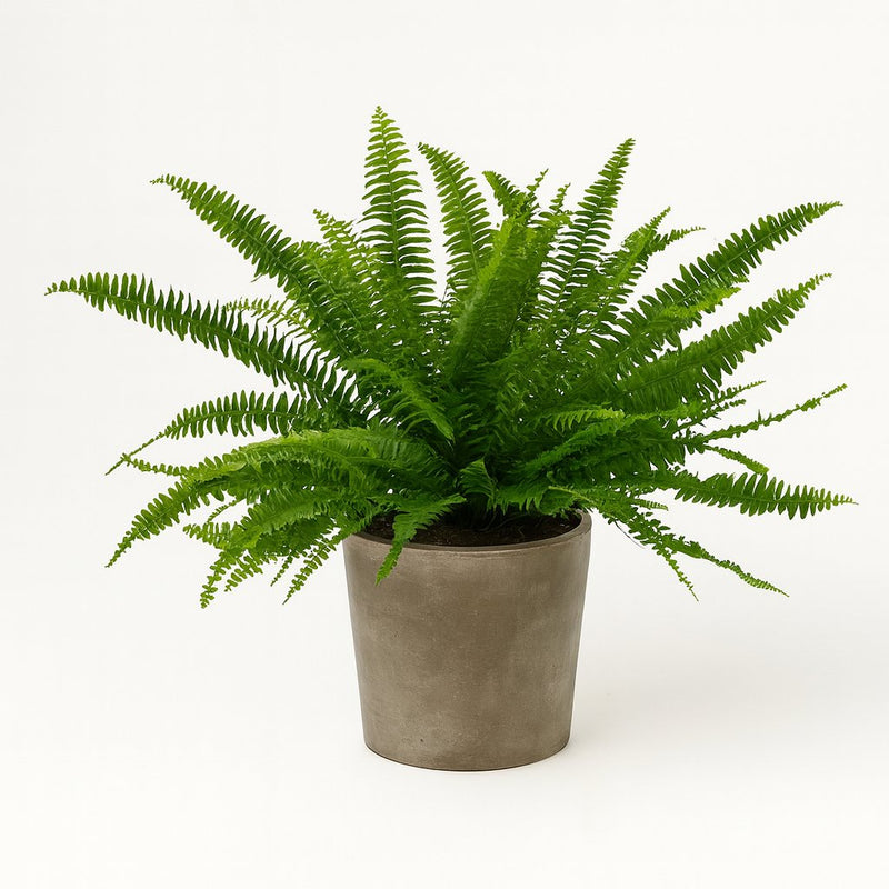 Schwertfarn 'Green Lady' (Nephrolepis) Detail