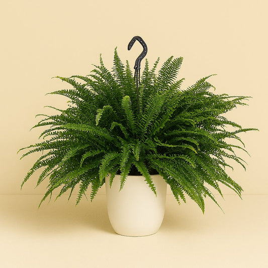 Nephrolepis Green Lady - 60cm