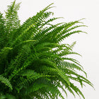 Nephrolepis Green Lady - 60cm