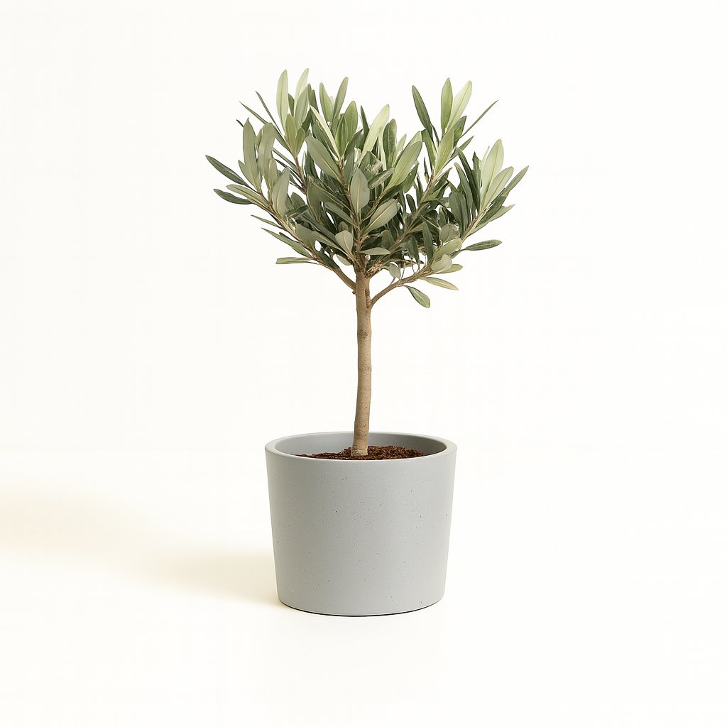 Olea Europaea 25cm im 13cm Topf