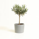 Olea Europaea 25cm im 13cm Topf