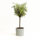 Olea Europaea 60cm im 15cm Topf