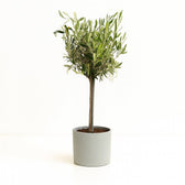 Olea Europaea 60cm im 15cm Topf