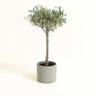 Olea Europaea 90cm im 19cm Topf