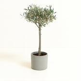 Olea Europaea 90cm im 19cm Topf