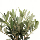 Olea Europaea 25cm im 13cm Topf Nahaufnahme