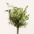 Olea Europaea 60cm im 15cm Topf Nahaufnahme