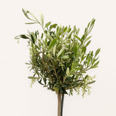 Olea Europaea 60cm im 15cm Topf Nahaufnahme