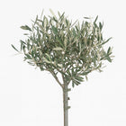 Olea Europaea 90cm im 19cm Topf Nahaufnahme